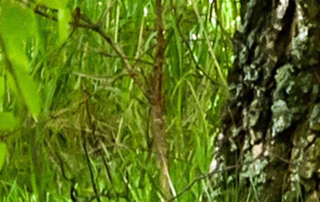 Fragment zdjęcia przed retuszem z szumem i rozmyciem detali