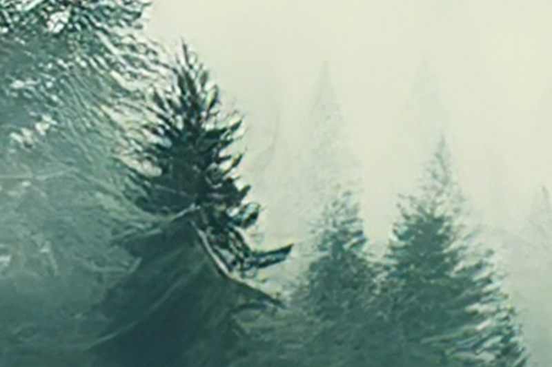 Zdjęcie lasu przed poprawą jakości dla druku dużej fototapety